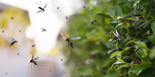 arbovirus malattie trasmesse da vettori e crisi climatica