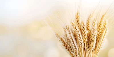 apre il dettaglio dell'articolo:spighe di grano