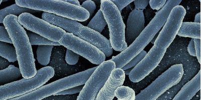 batterio Escherichia Coli